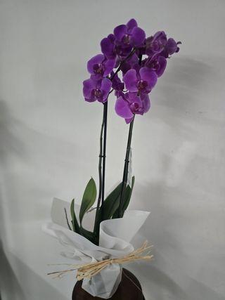 Orchidee Fuchiafoncé