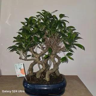 Bonzai
