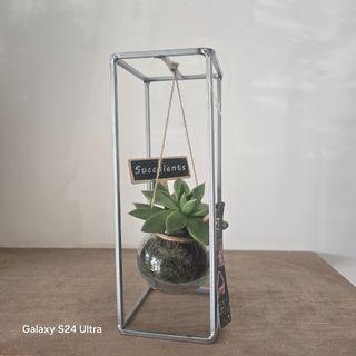 Echeveria - succulents