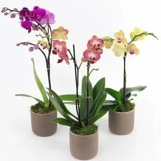 Orchidée