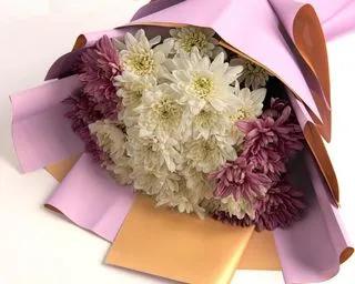 Chrysanthemum