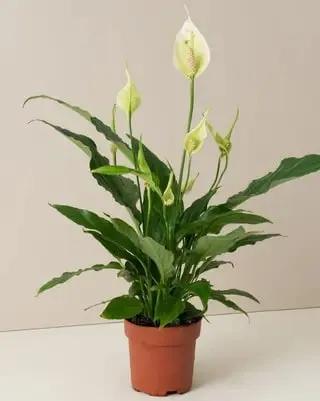 Spatiphyllum