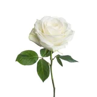 1 Rose Blanche