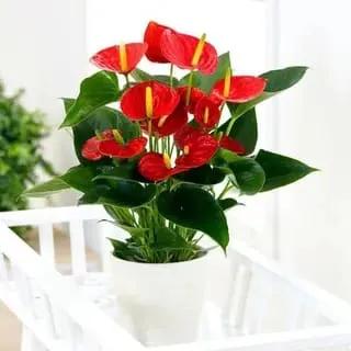 Anthurium