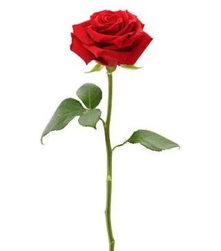 1 Rose Rouge
