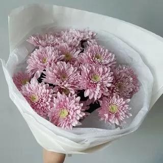 Chrysanthemums Pink