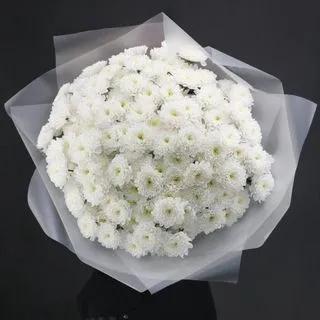 Chrysanthemums Blanche