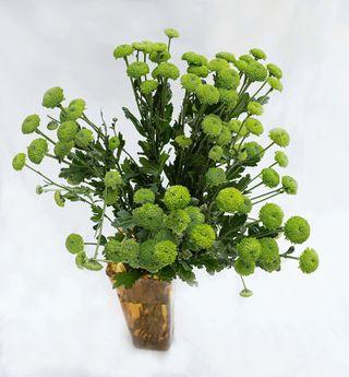 Chrysanthemums Vert