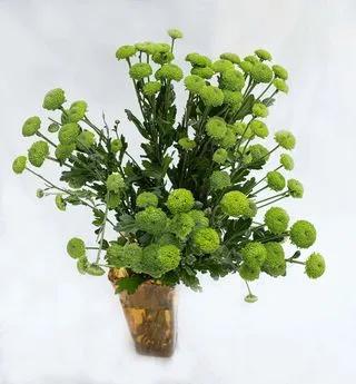 Chrysanthemums Vert