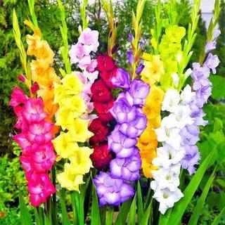Gladiolus