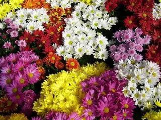 Chrysanthemums Mixte