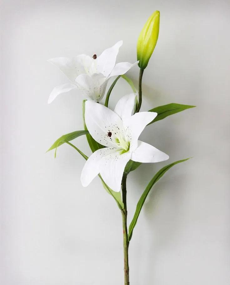 Fleur De Lys