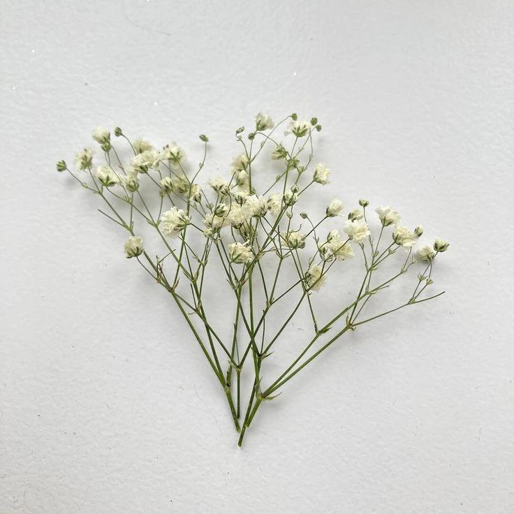 Gypsophile