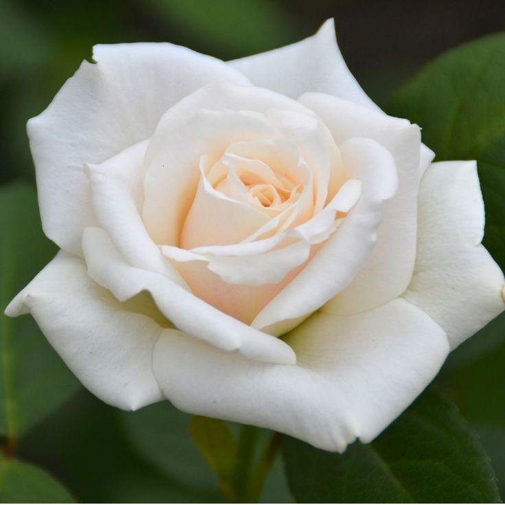 Rose Blanche
