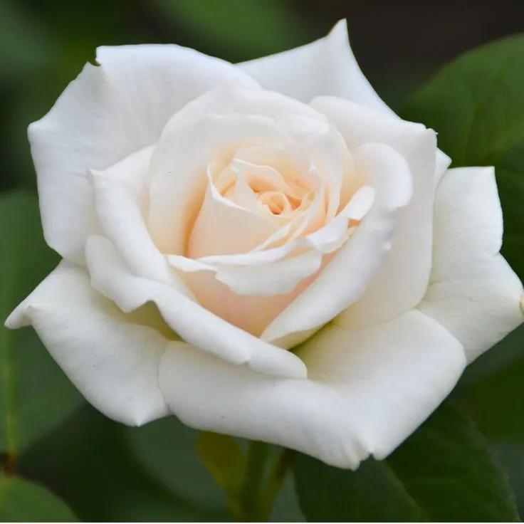 Rose Blanche