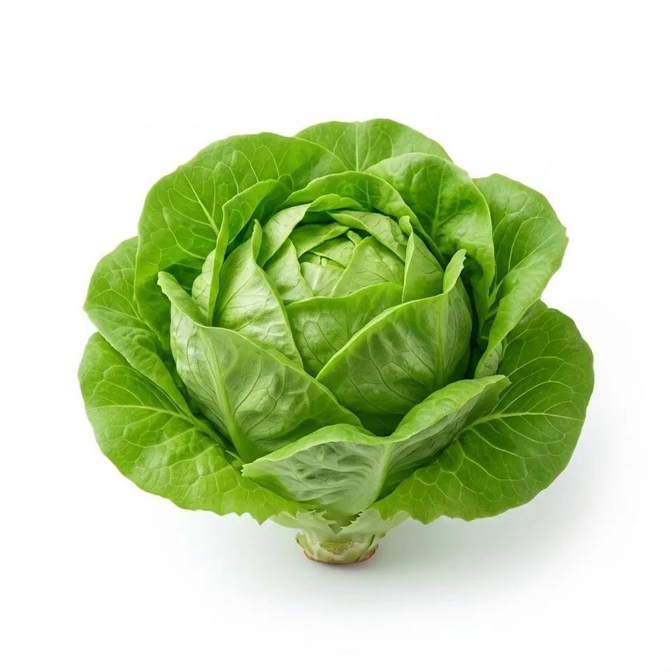 Salade verte / Laitue