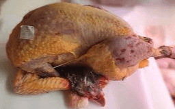 Pintade