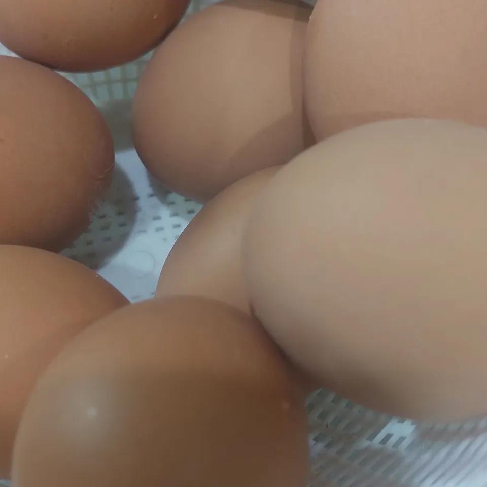 Oeuf dur