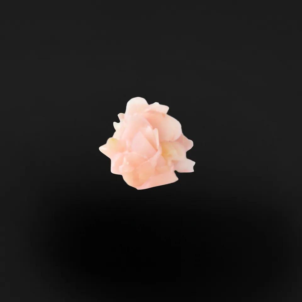 Gingembre